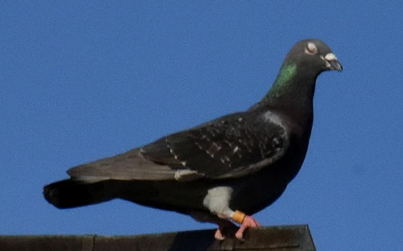Gołąb zaobrączkowany