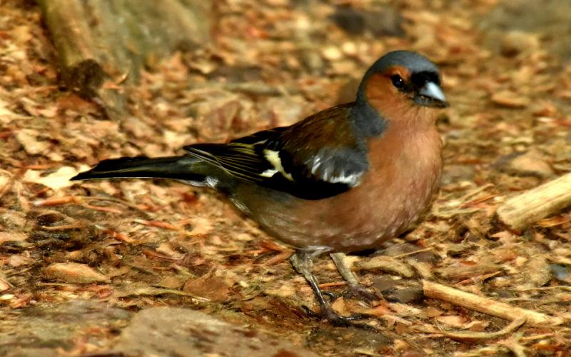 Ptak z puszczy jodłowej