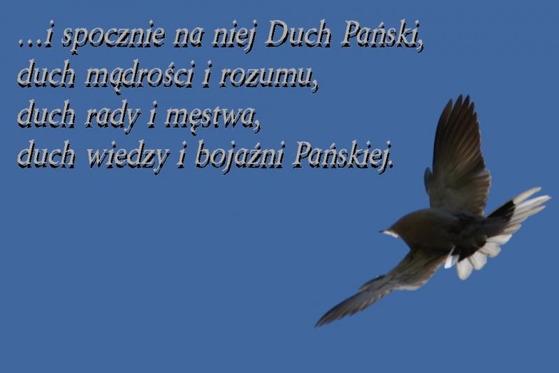 Cytat ze ST - Iz 11, 2 - dary Ducha Świętego