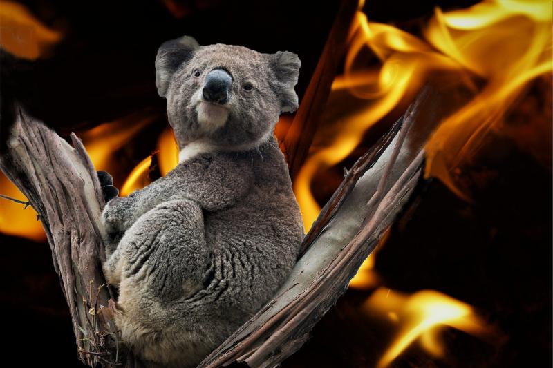 Koala na tle ognia